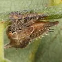 Enchenopa sericea - photo 4
