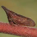 Enchenopa sericea - photo 5