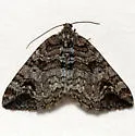 Enchoria herbicolata (Hulst, 1896) - Hodges#7404