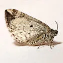 Enchoria herbicolata (Hulst, 1896) - Hodges#7404 - photo 2