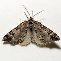 Enchoria herbicolata (Hulst, 1896) - Hodges#7404 - photo 3