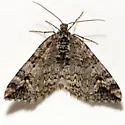 Enchoria herbicolata (Hulst, 1896) - Hodges#7404 - photo 4