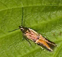Enchrysa dissectella - Hodges#1721