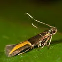 Enchrysa dissectella - Hodges#1721 - photo 2