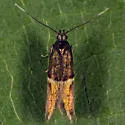 Enchrysa dissectella - Hodges#1721 - photo 3