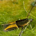 Enchrysa dissectella - Hodges#1721 - photo 4