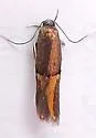 Enchrysa dissectella - Hodges#1721 - photo 5