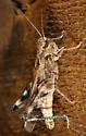 Western Clouded Grasshopper