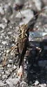 Western Clouded Grasshopper - photo 2