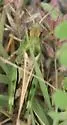 Western Clouded Grasshopper - photo 3