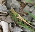 Western Clouded Grasshopper - photo 4