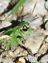 Western Clouded Grasshopper - photo 5