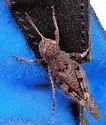 Clouded Grasshopper