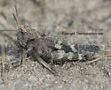 Clouded Grasshopper - photo 2