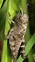 Clouded Grasshopper - photo 3