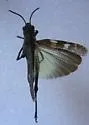 Clouded Grasshopper - photo 4