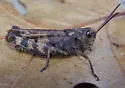 Clouded Grasshopper - photo 5