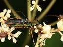 Encyclops caerulea