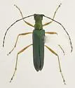 Encyclops caerulea - photo 3