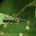 Encyclops caerulea - photo 5
