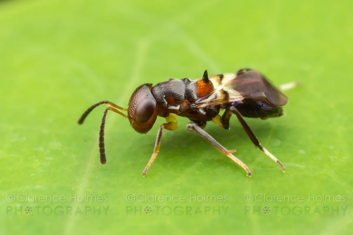 Encyrtus aurantii - photo 2