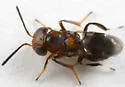 Encyrtus fuscus - photo 2
