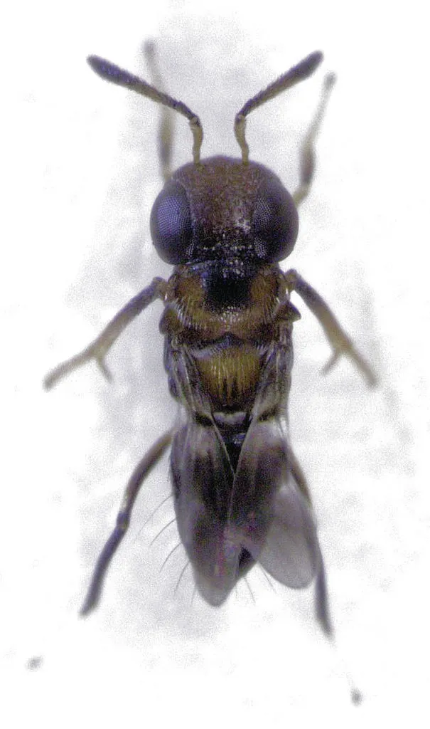 Encyrtus infelix - photo 3