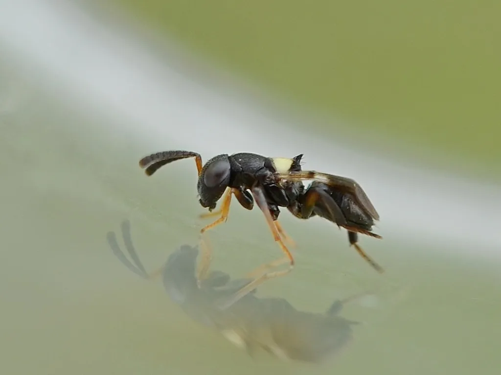 Encyrtus infidus - photo 2