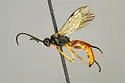 Endasys oregonianus