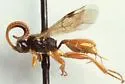 Endasys subclavatus