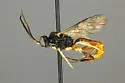 Endasys texanus