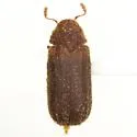 Endecatomus dorsalis