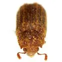 Endecatomus dorsalis - photo 2