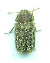 Endecatomus rugosus - Endecatomus rugosus