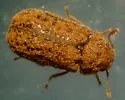 Endecatomus rugosus - photo 2