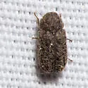 Endecatomus rugosus - photo 4
