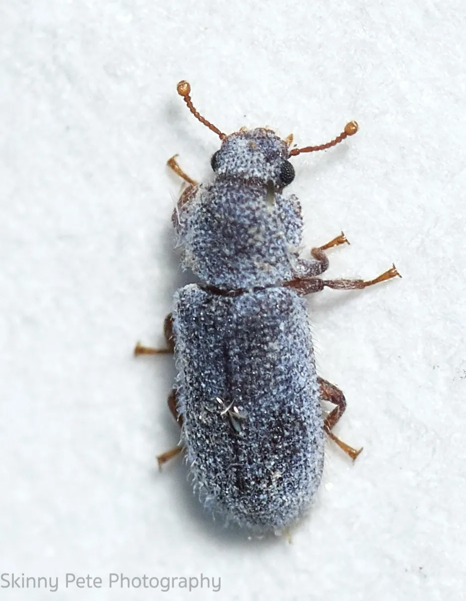 Endeitoma granulata