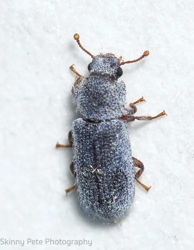 Endeitoma granulata - photo 2