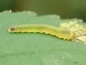 Roseslug Sawfly