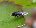 Roseslug Sawfly - photo 2