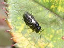 Roseslug Sawfly - photo 3