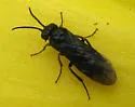 Roseslug Sawfly - photo 4