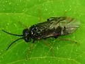 Roseslug Sawfly - photo 5