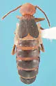 Endeodes basalis - Endeodes basalis
