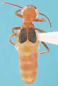 Endeodes basalis - photo 3
