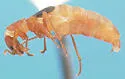 Endeodes basalis - photo 4