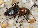 Endeodes collaris