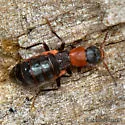 Endeodes collaris - photo 2