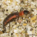 Endeodes collaris - photo 3