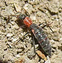 Endeodes collaris - photo 4